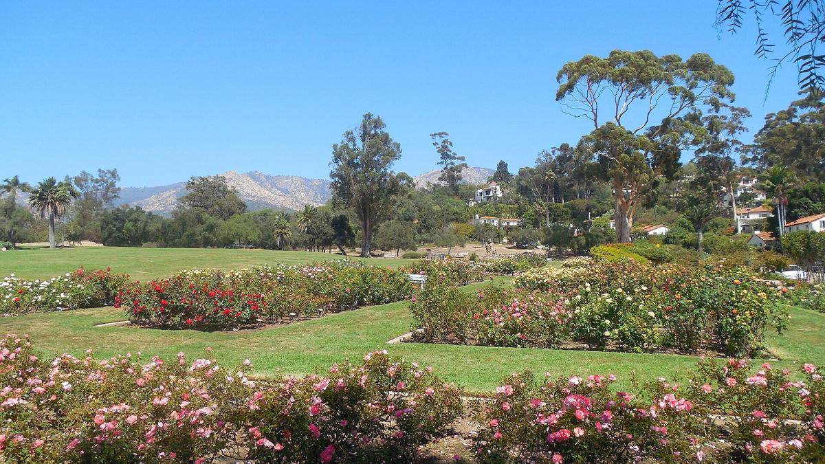 A.C. Postel Memorial Rose Garden, Santa Barbara, California. Photograph from Wikimedia Commons.