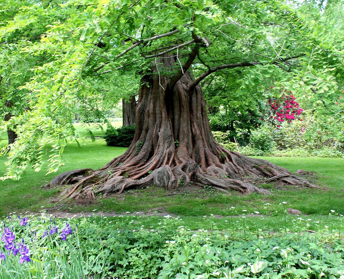 Bailey Arboretum, Locust Valley, New York. Photograph from Wikimedia Commons.