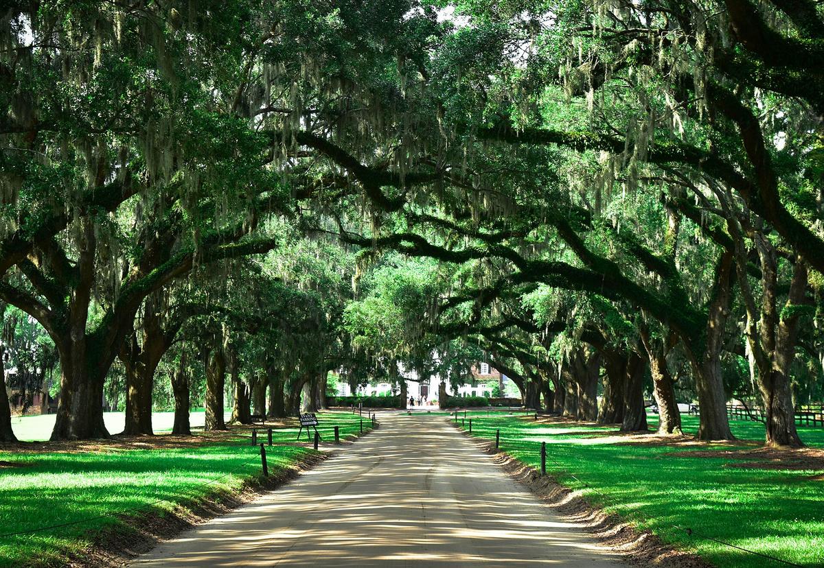Boone Hall Plantation & Gardens, Mt. Pleasant, South Carolina. Photograph from Wikimedia Commons.