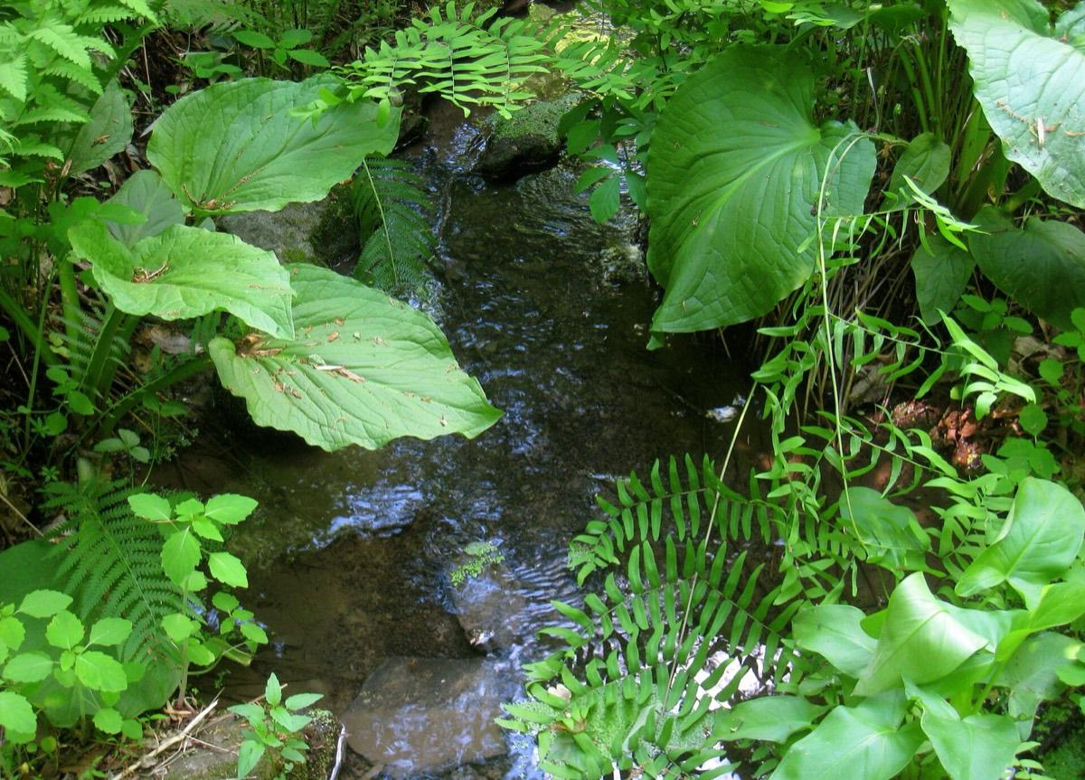 Bowman’s Hill Wildflower Preserve, New Hope, Pennsylvania. Photograph from Wikimedia Commons.