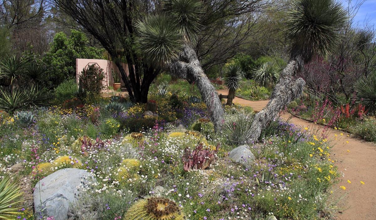 Boyce Thompson Arboretum, Superior, Arizona. Photograph from Wikimedia Commons.