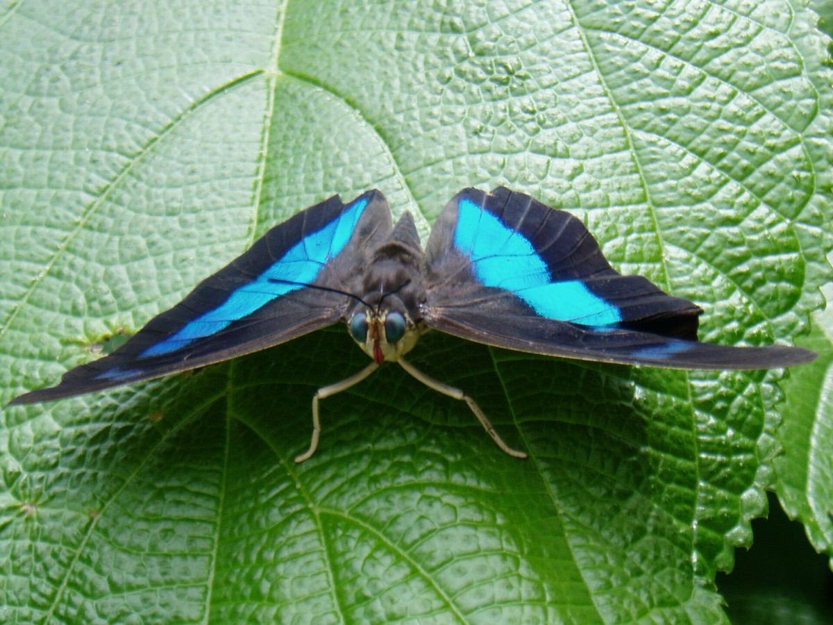 Butterfly World, Coconut Creek, Florida. Photograph from Wikimedia Commons.