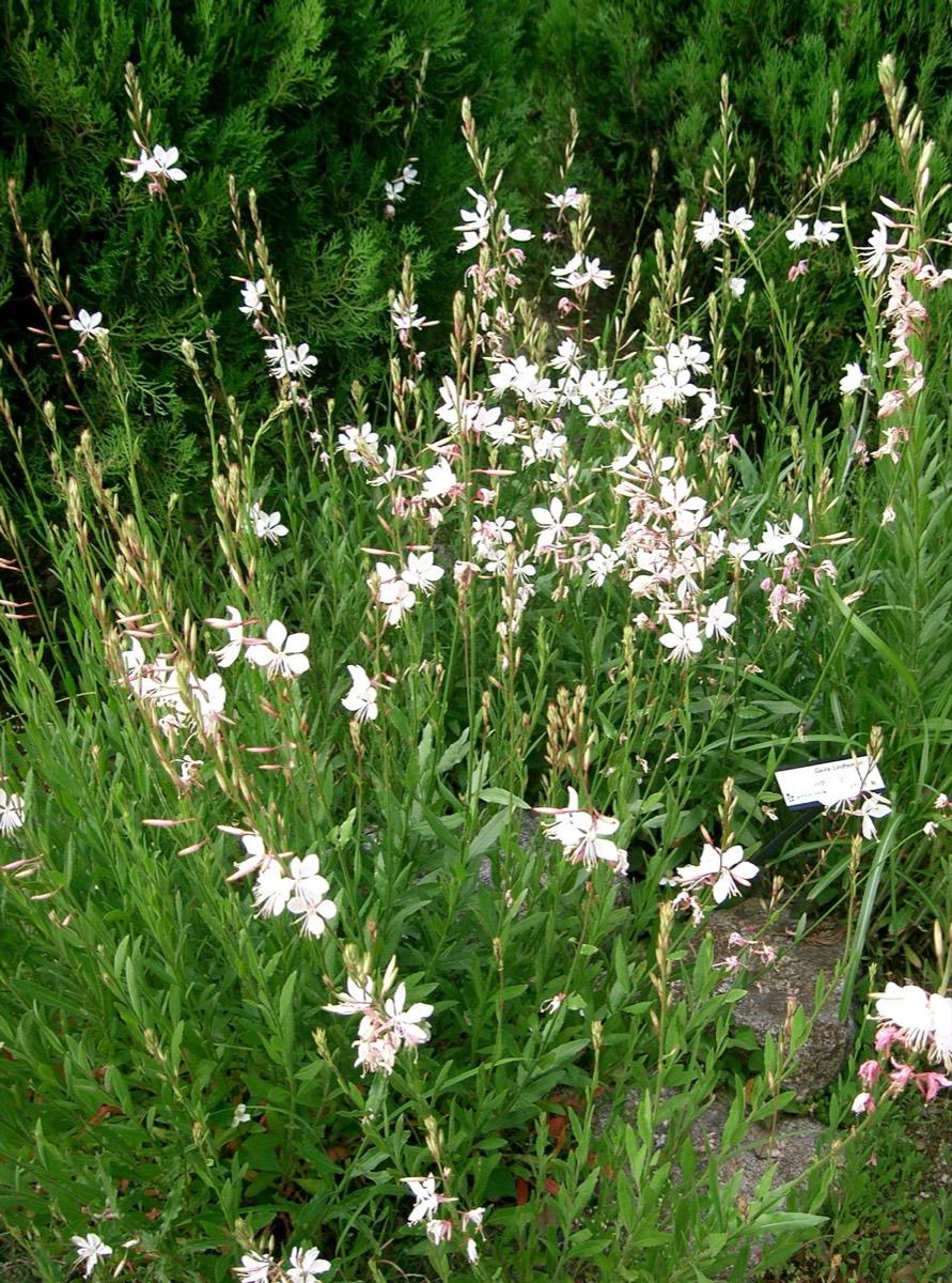 Cape Fear Botanical Garden, Fayetteville, North Carolina. Photograph from Wikimedia Commons.