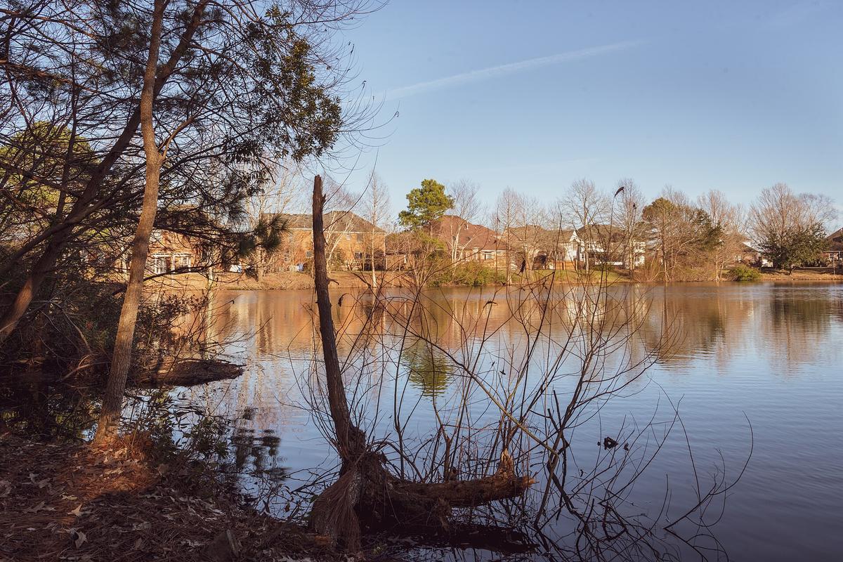 Chesapeake Arboretum, Chesapeake, Virginia. Photograph from Wikimedia Commons.