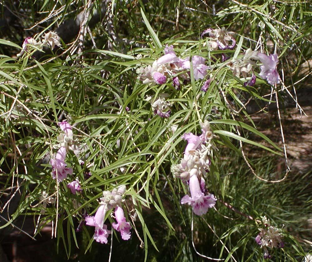 Clovis Botanical Garden, Clovis, California. Photograph from Wikimedia Commons.