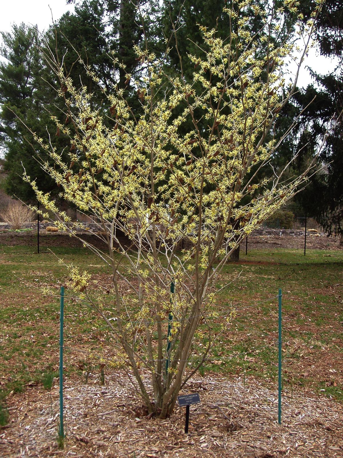 Colonial Park Gardens, Somerset, New Jersey. Photograph from Wikimedia Commons.