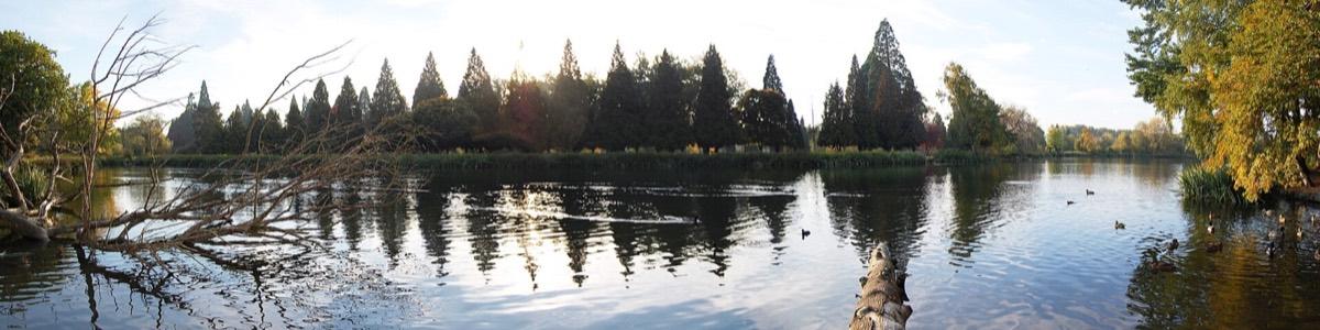 Crystal Springs Rhododendron Garden, Portland, Oregon. Photograph from Wikimedia Commons.