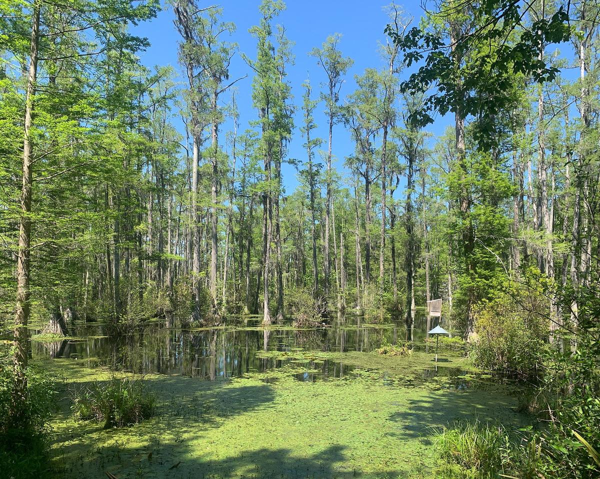 Cypress Gardens, Moncks Corner, South Carolina. Photograph from Wikimedia Commons.