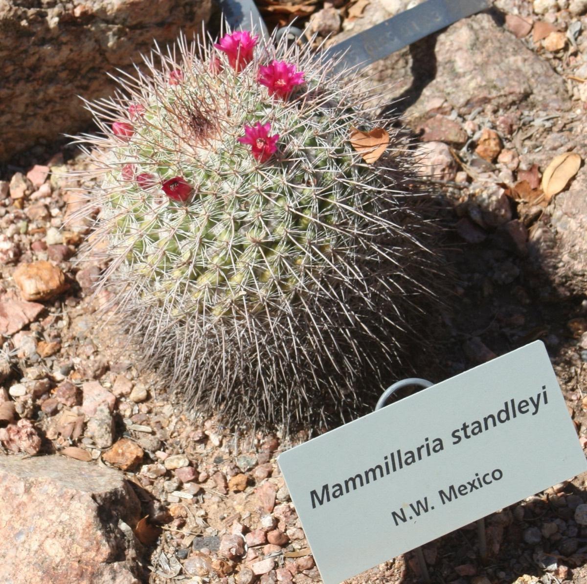 Desert Botanical Garden, Phoenix, Arizona. Photograph from Wikimedia Commons.