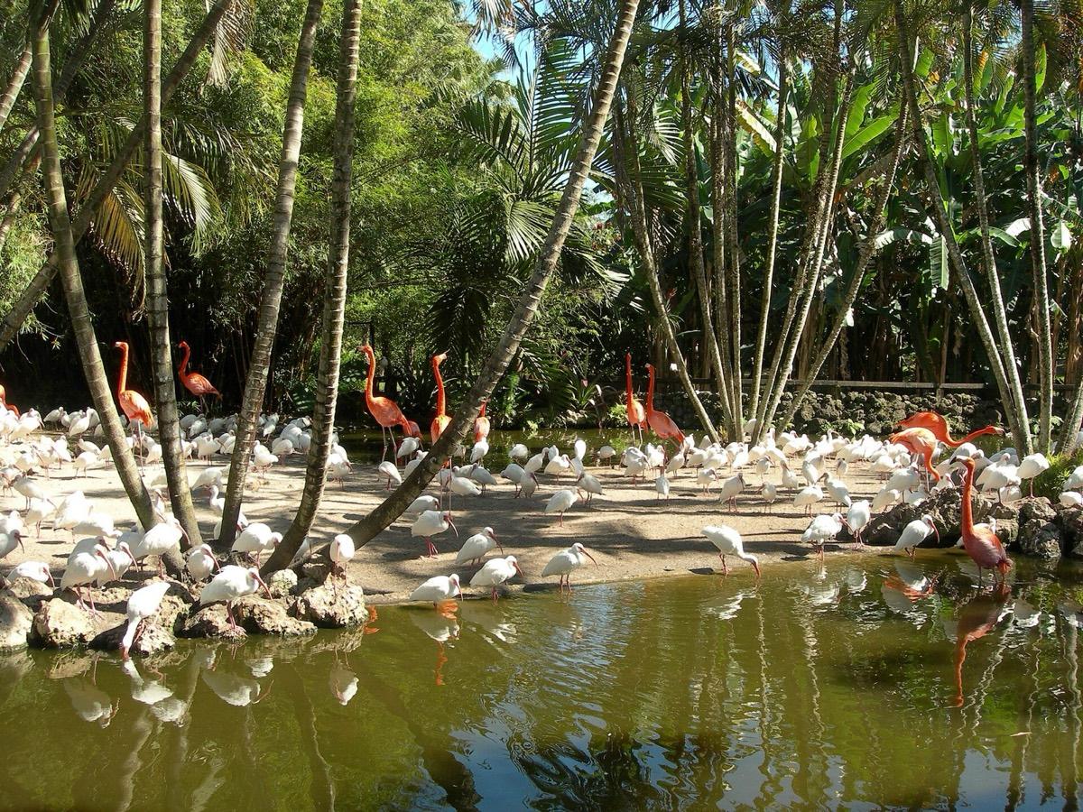 Flamingo Gardens, Davie, Florida. Photograph from Wikimedia Commons.