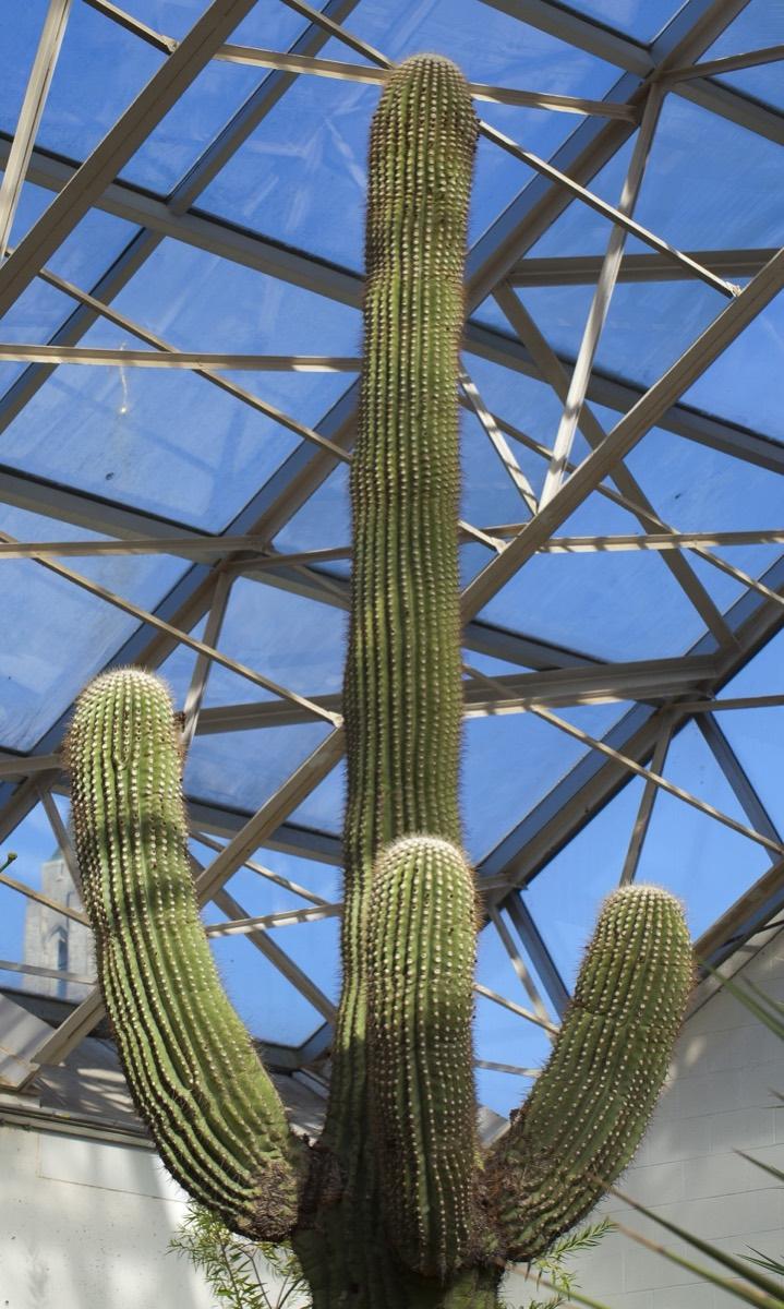 Foellinger-Freimann Botanical Conservatory, Fort Wayne, Indiana. Photograph from Wikimedia Commons.