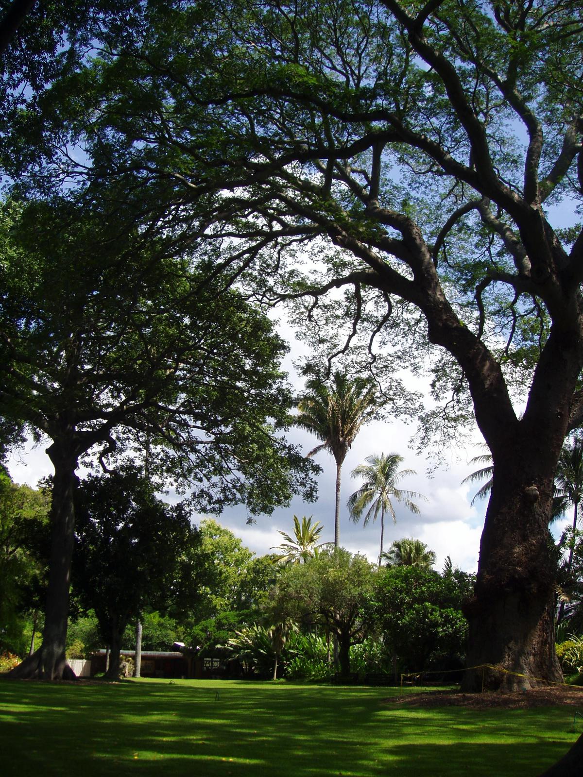 Foster Botanical Garden, Honolulu, Hawaii. Photograph from Wikimedia Commons.