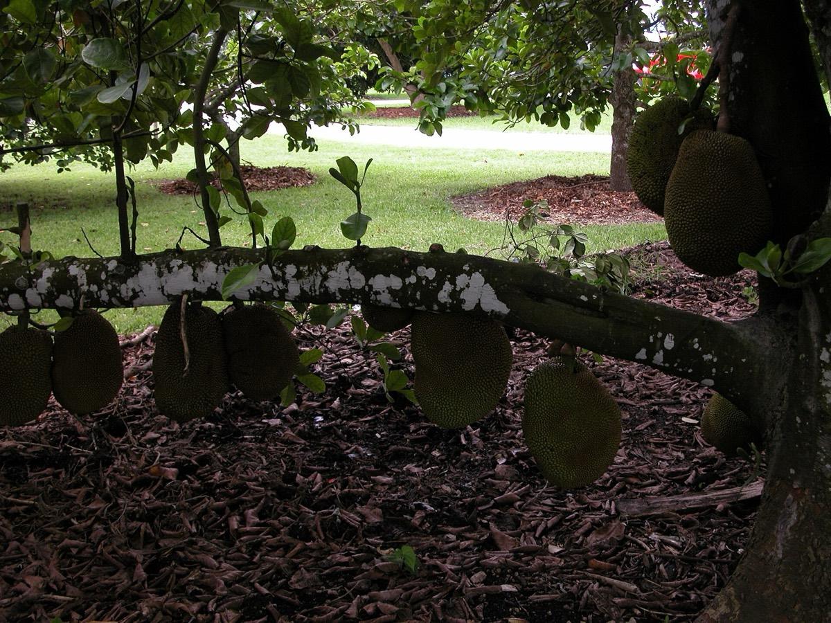 Fruit & Spice Park, Homestead, Florida. Photograph from Wikimedia Commons.