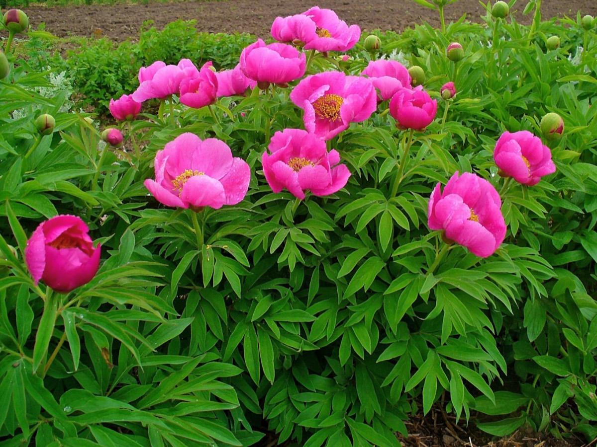 Fuller Gardens, North Hampton, New Hampshire. Photograph from Wikimedia Commons.
