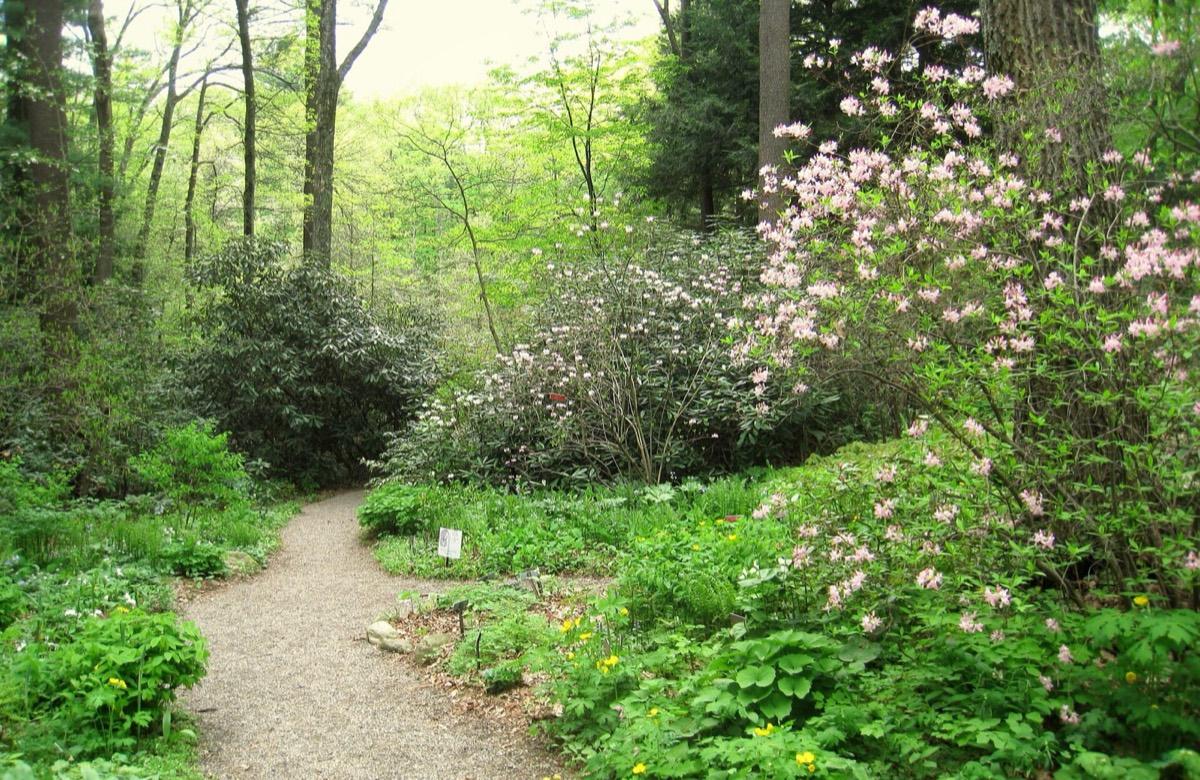 Garden in the Woods, Framingham, Massachusetts. Photograph from Wikimedia Commons.