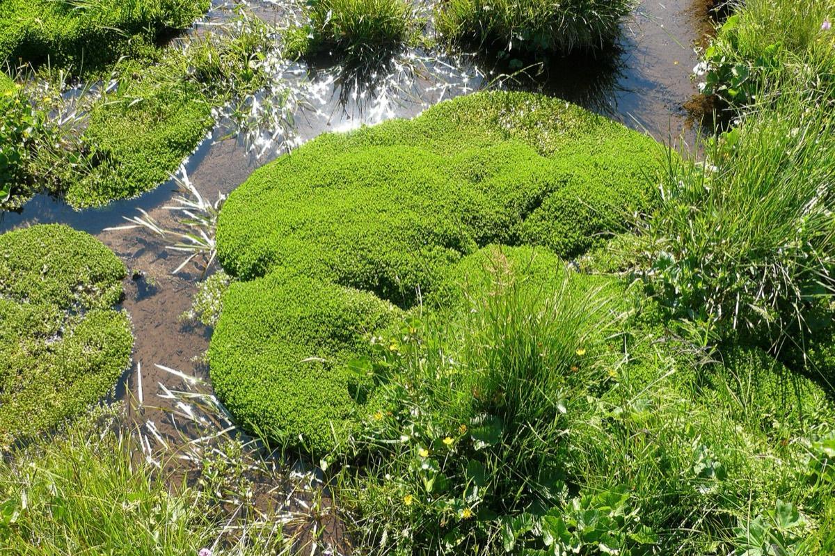 Georgeson Botanical Garden, Fairbanks, Alaska. Photograph from Wikimedia Commons.