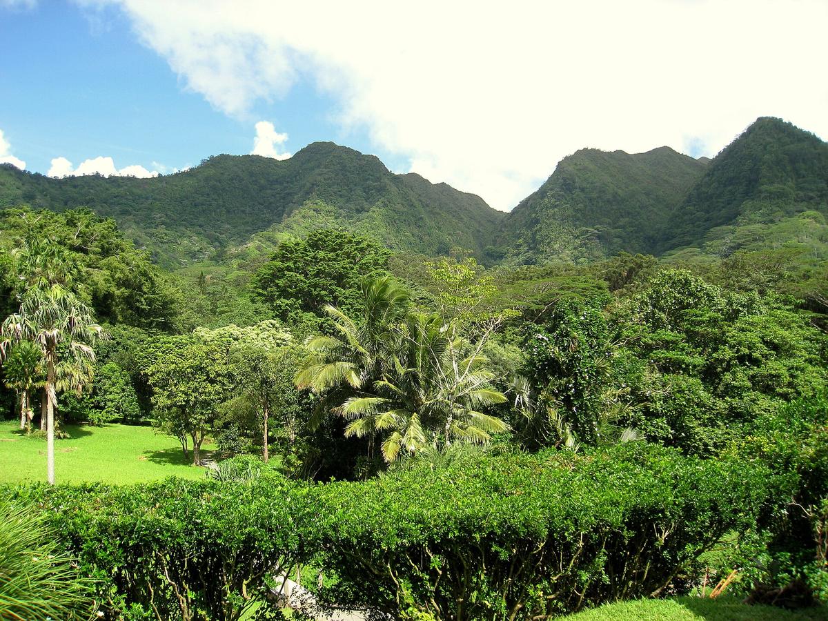 Harold L. Lyon Arboretum, Honolulu, Hawaii. Photograph from Wikimedia Commons.