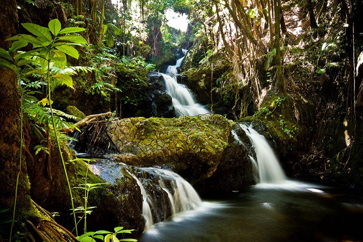 Hawai‘i Tropical Botanical Garden, Papaikou, Hawaii. Photograph from Wikimedia Commons.