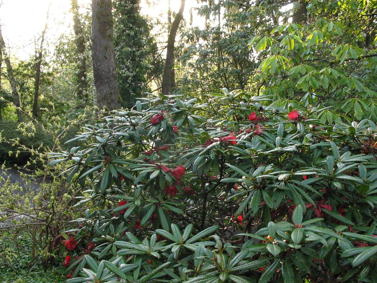 Hendricks Park, Eugene, Oregon. Photograph from Wikimedia Commons.