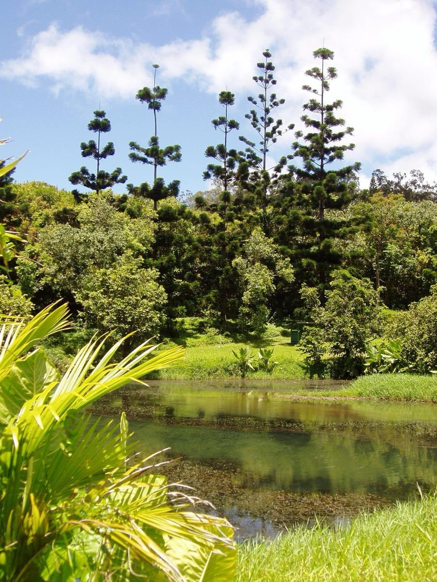 Hoʻomaluhia Botanical Garden, Kaneohe, Hawaii. Photograph from Wikimedia Commons.