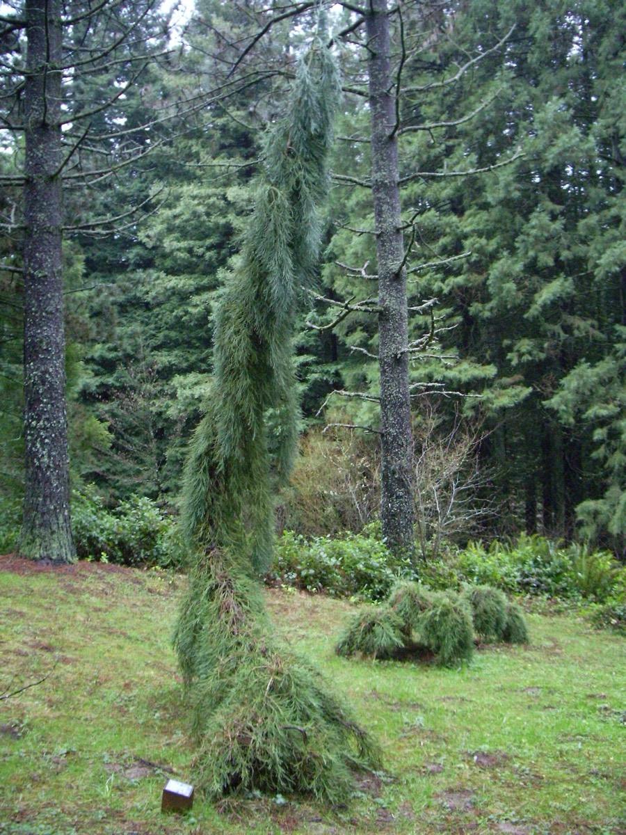 Hoyt Arboretum, Portland, Oregon. Photograph from Wikimedia Commons.