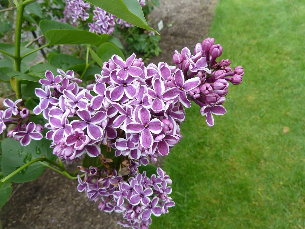Hulda Klager Lilac Gardens, Woodland, Washington. Photograph from Wikimedia Commons.