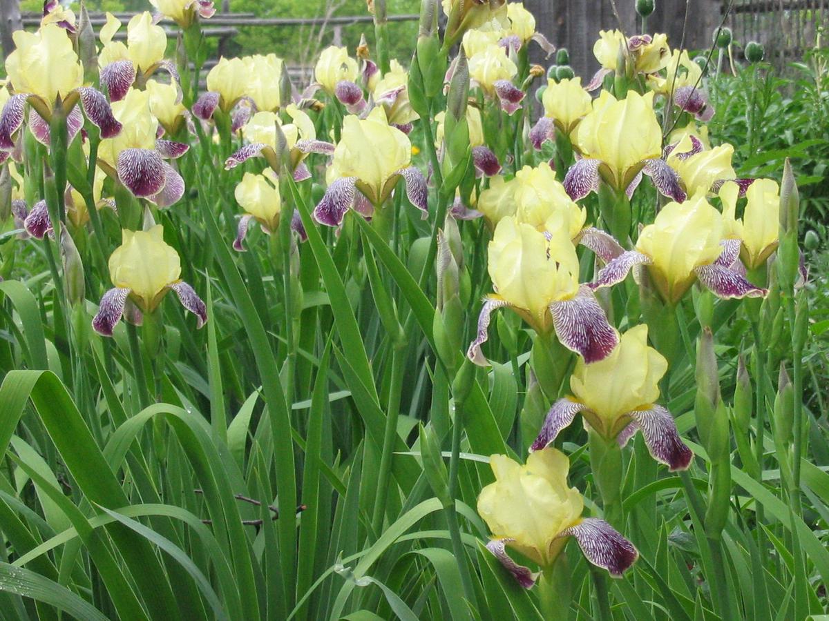 Inniswood Metro Gardens, Westerville, Ohio. Photograph from Wikimedia Commons.