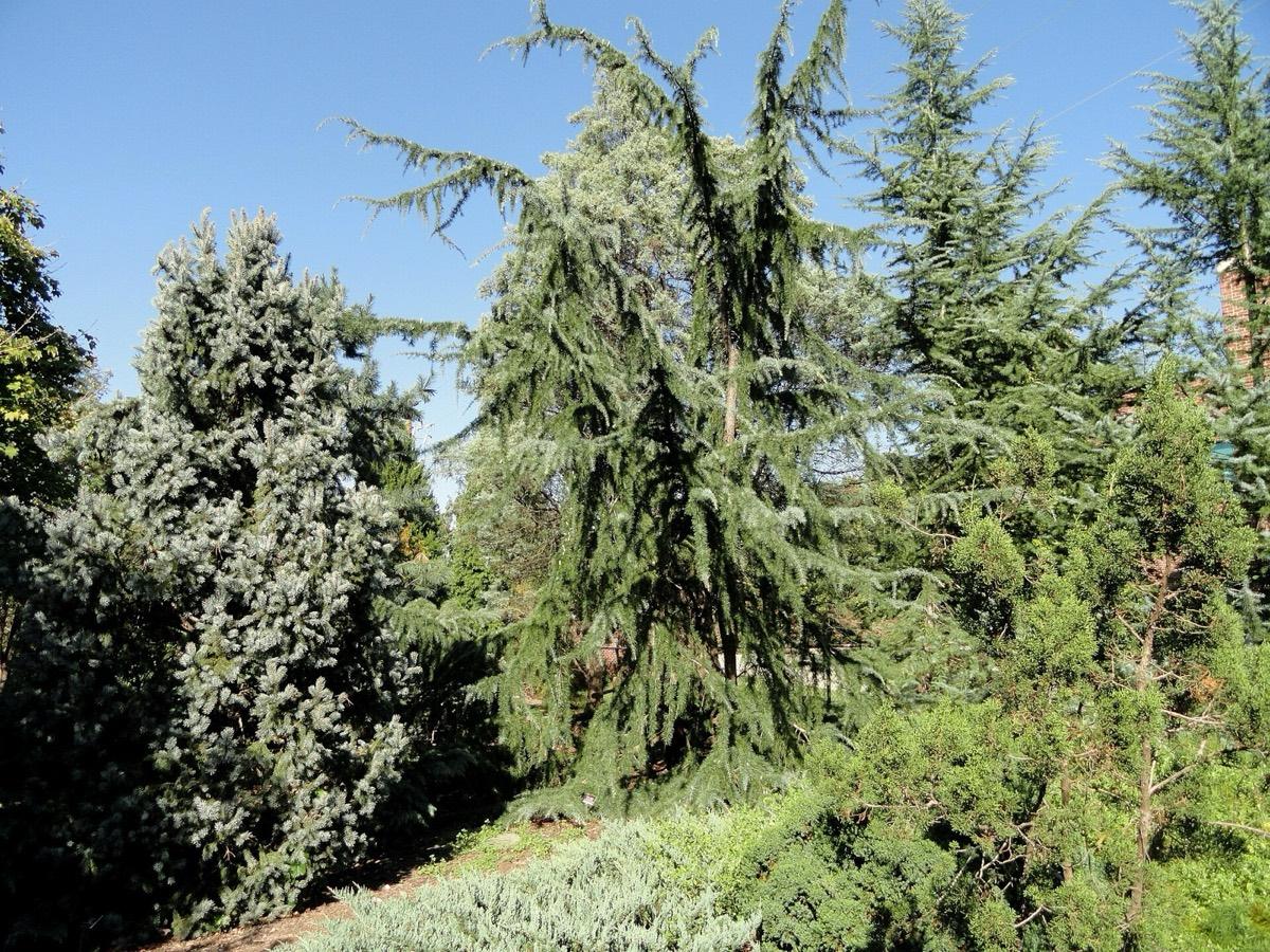 JC Raulston Arboretum, Raleigh, North Carolina. Photograph from Wikimedia Commons.