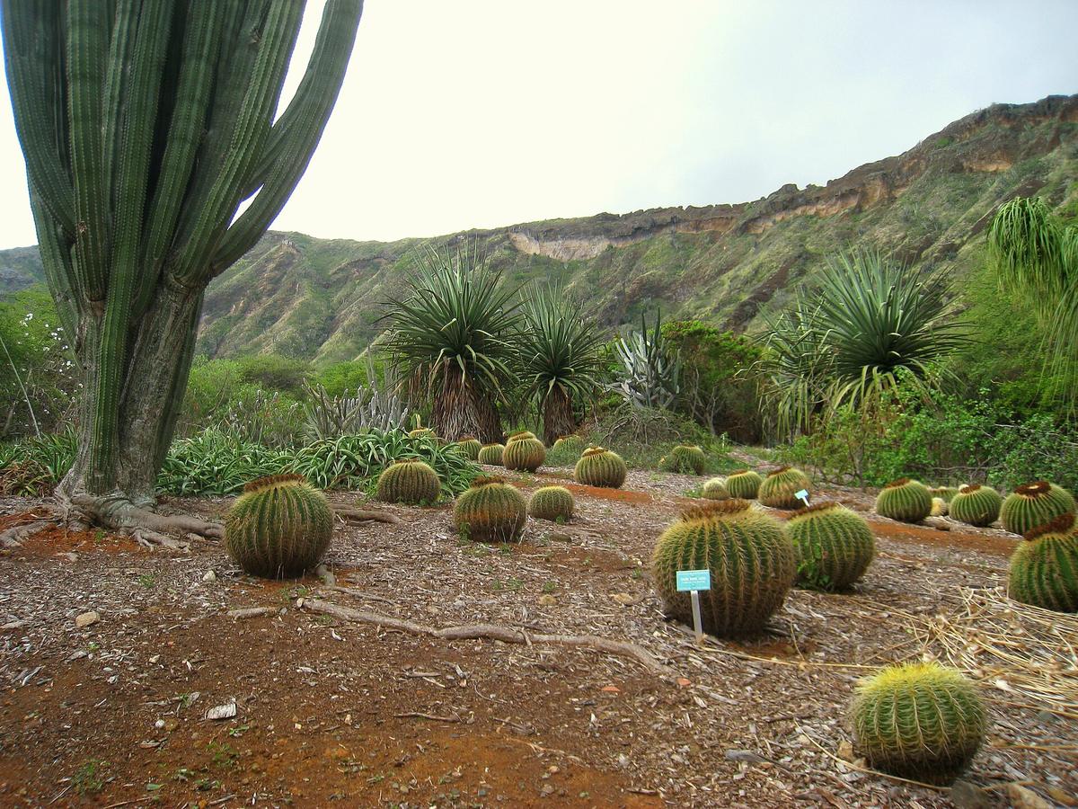Koko Crater Botanical Garden, Honolulu, Hawaii. Photograph from Wikimedia Commons.