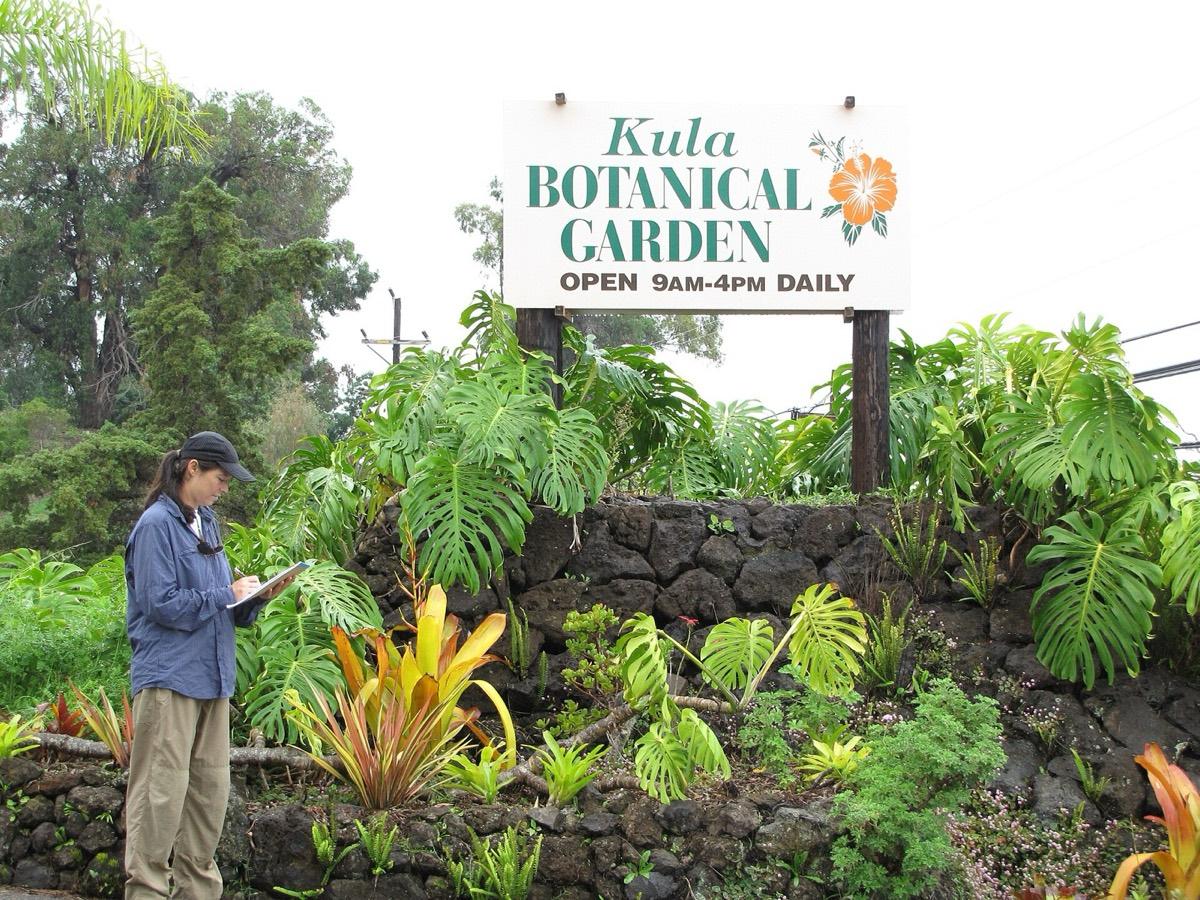 Kula Botanical Garden, Kula, Hawaii. Photograph from Wikimedia Commons.