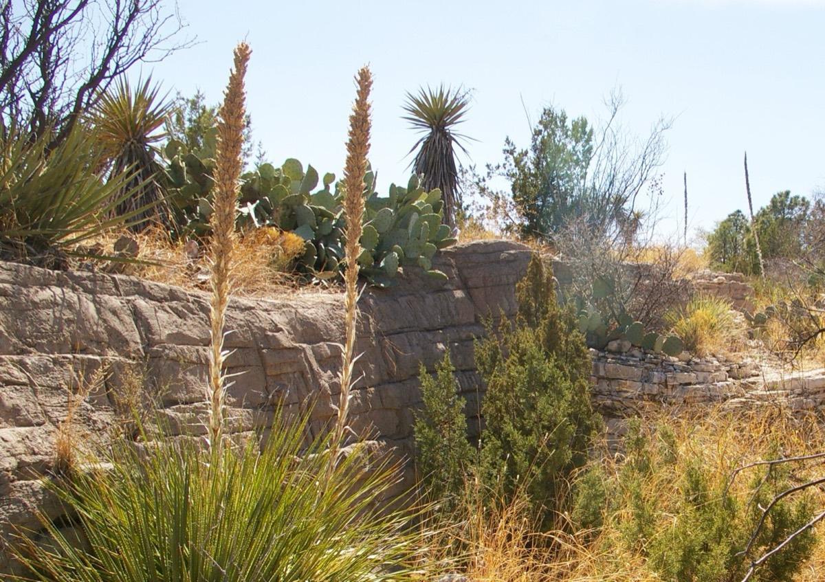 Living Desert Zoo and Gardens State Park, Carlsbad, New Mexico. Photograph from Wikimedia Commons.