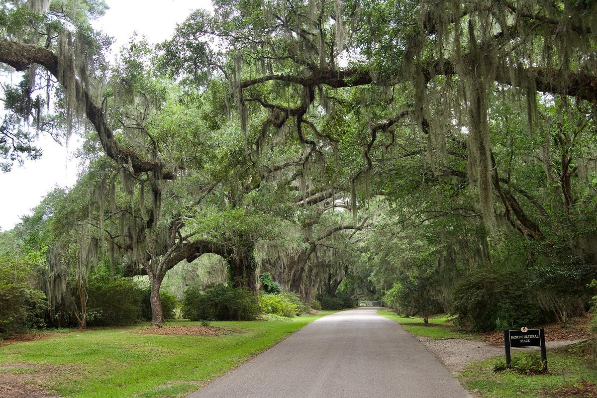 Magnolia Plantation & Gardens, Charleston, South Carolina. Photograph from Wikimedia Commons.