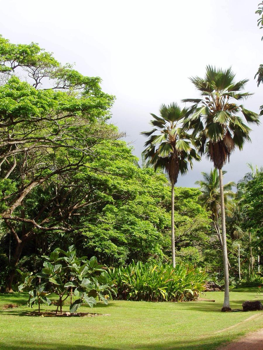 McBryde Garden, Kōloa, Hawaii. Photograph from Wikimedia Commons.