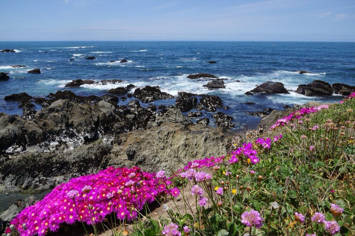 Mendocino Coast Botanical Gardens, Fort Bragg, California. Photograph from Wikimedia Commons.