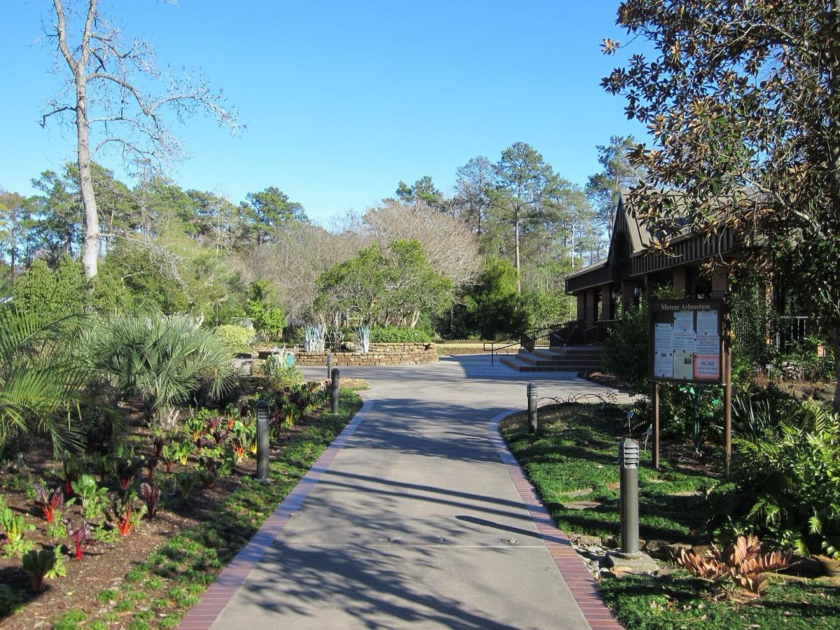 Mercer Arboretum & Botanic Gardens, Humble, Texas. Photograph from Wikimedia Commons.