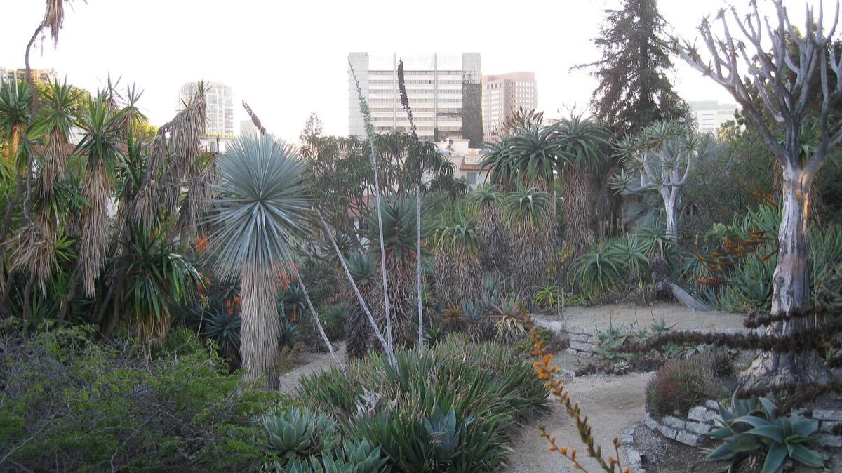 UCLA Mathias Botanical Garden, Los Angeles, California. Photograph from Wikimedia Commons.