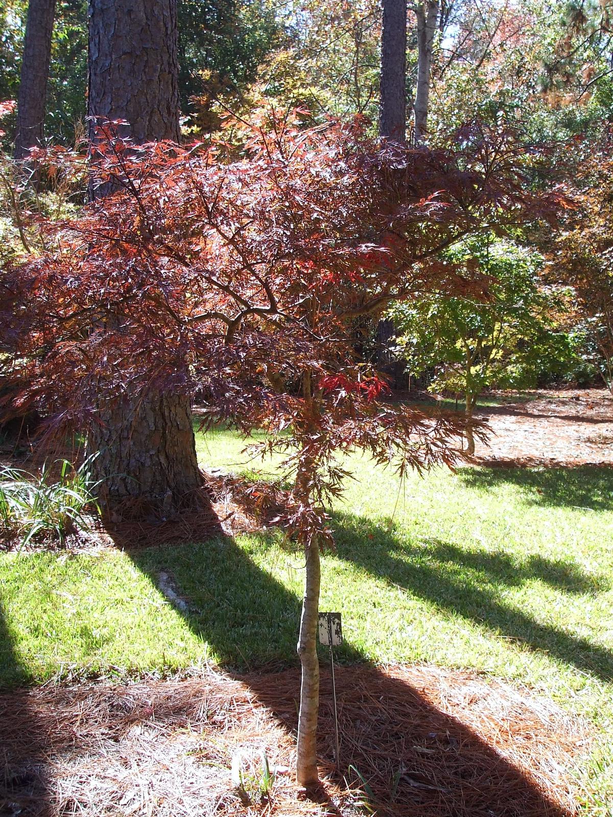 Mobile Botanical Gardens, Mobile, Alabama. Photograph from Wikimedia Commons.