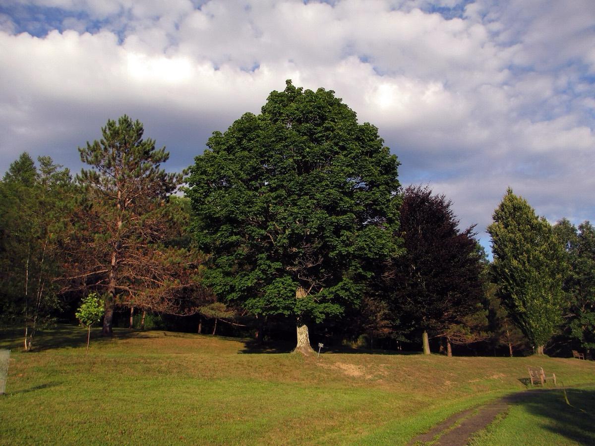 Nannen Arboretum, Ellicottville, New York. Photograph from Wikimedia Commons.