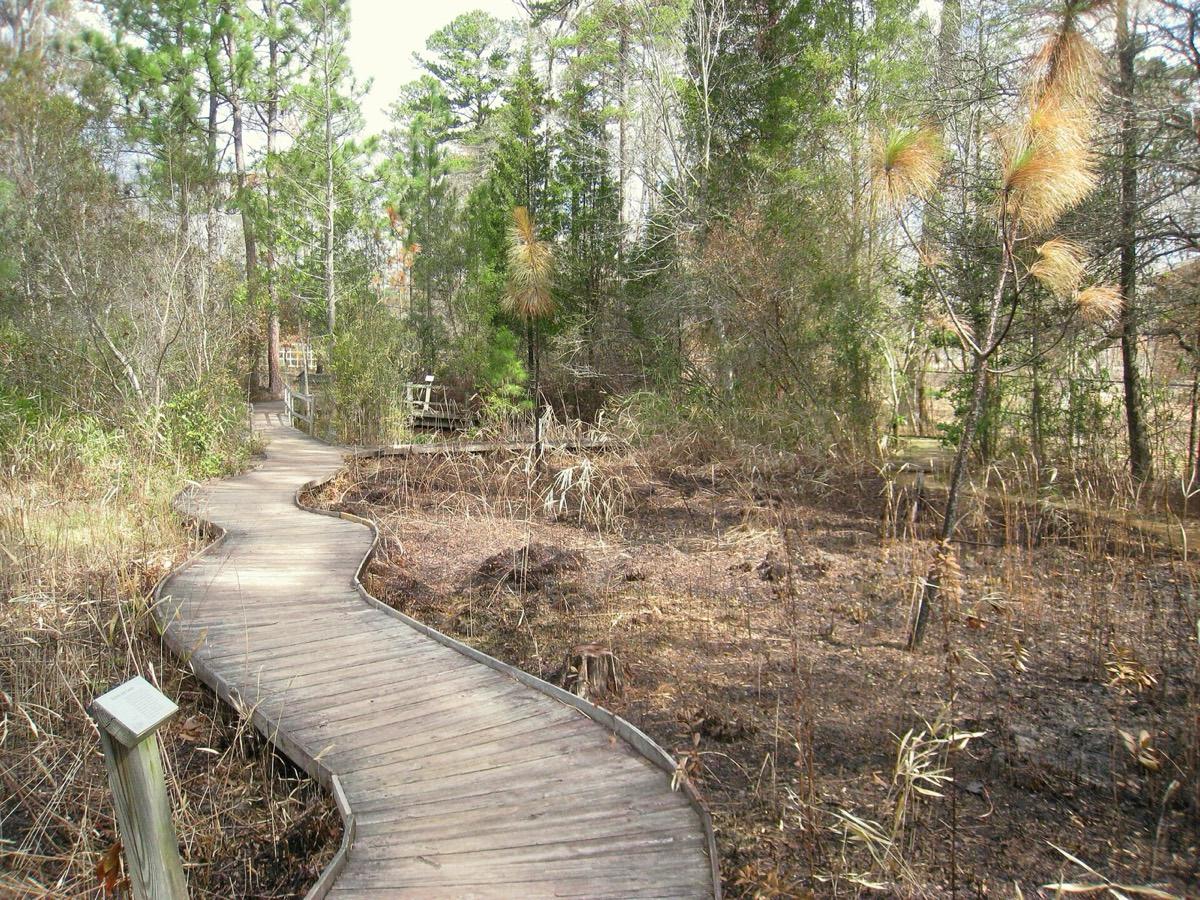 North Carolina Botanical Garden, Chapel Hill, North Carolina. Photograph from Wikimedia Commons.
