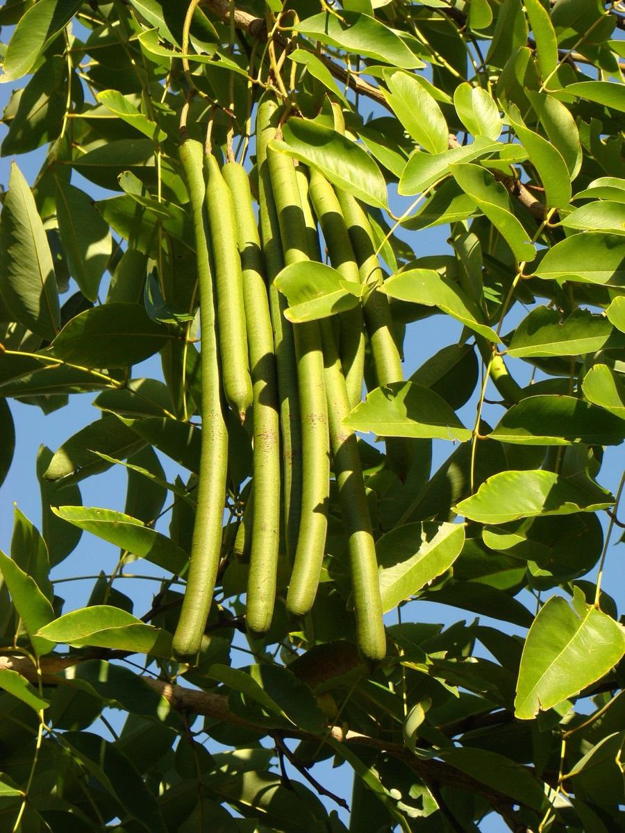 Palma Sola Botanical Park, Bradenton, Florida. Photograph from Wikimedia Commons.