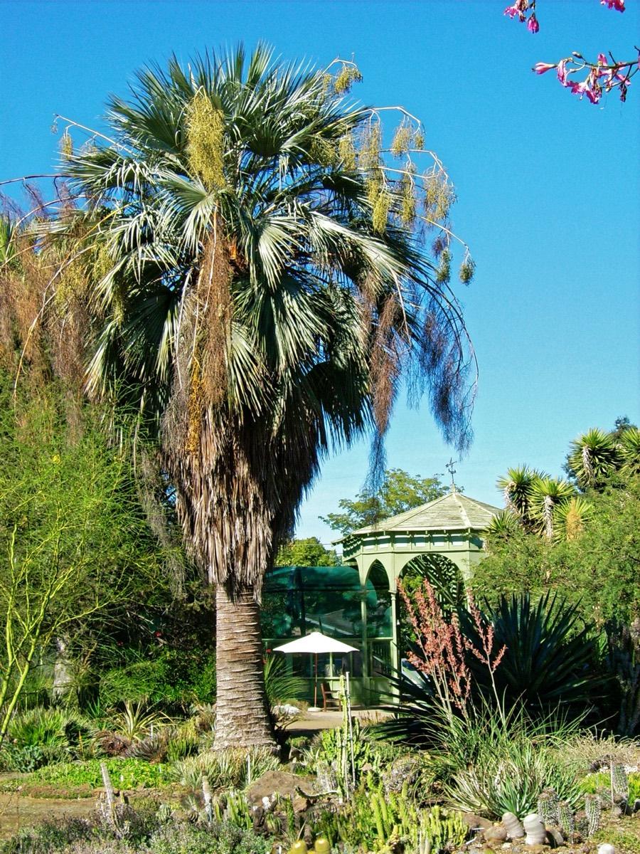 Ruth Bancroft Garden & Nursery, Walnut Creek, California. Photograph from Wikimedia Commons.