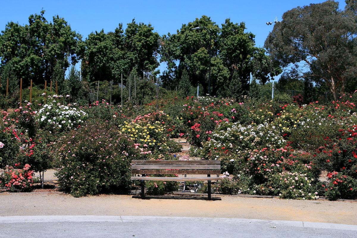 San Jose Municipal Rose Garden, San Jose, California. Photograph from Wikimedia Commons.