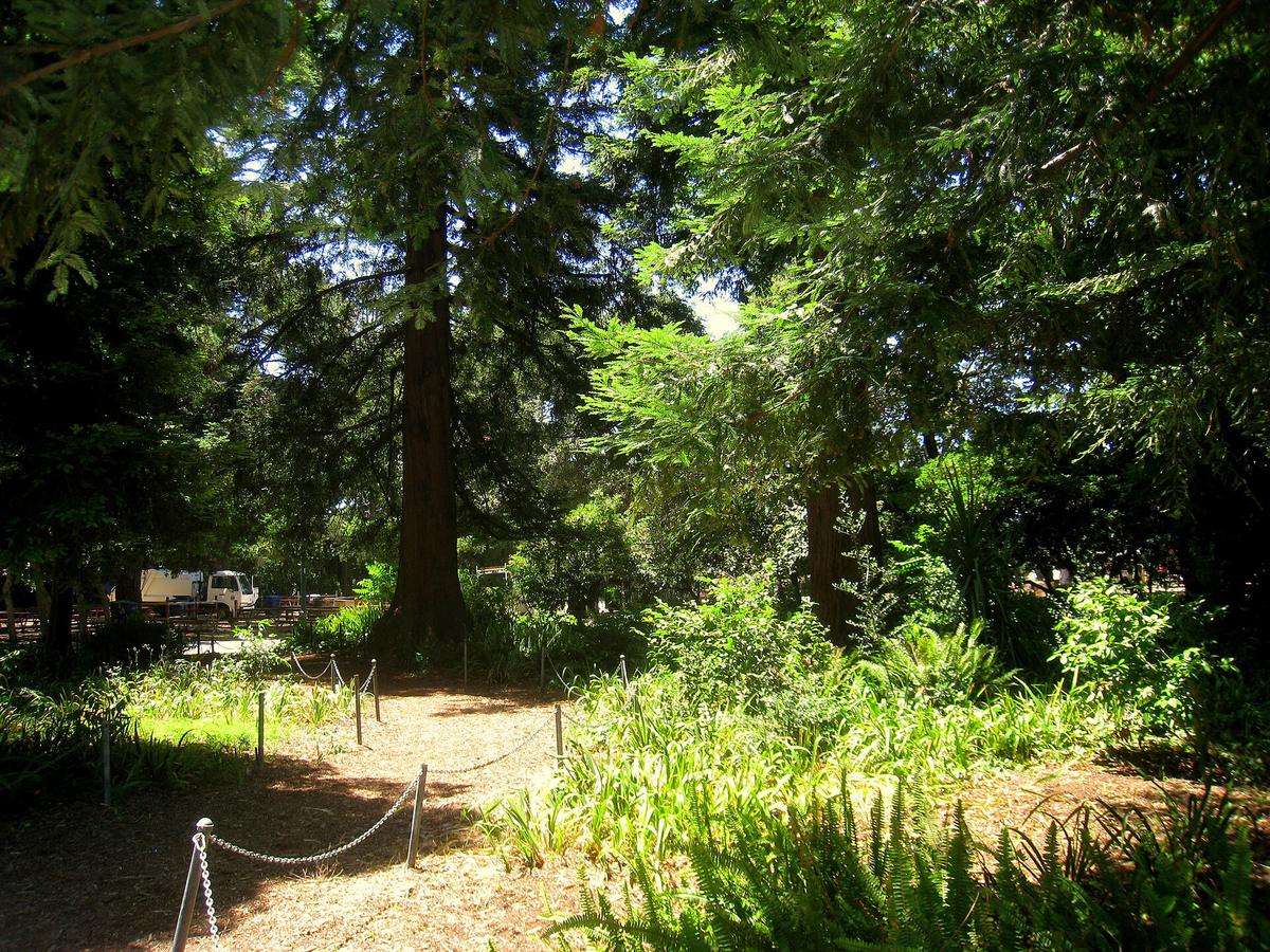 San Mateo Arboretum Society, San Mateo, California. Photograph from Wikimedia Commons.