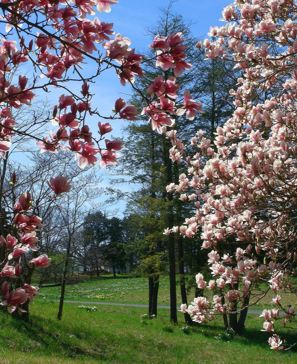 Shaw Nature Reserve, Gray Summit, Missouri. Photograph from Wikimedia Commons.