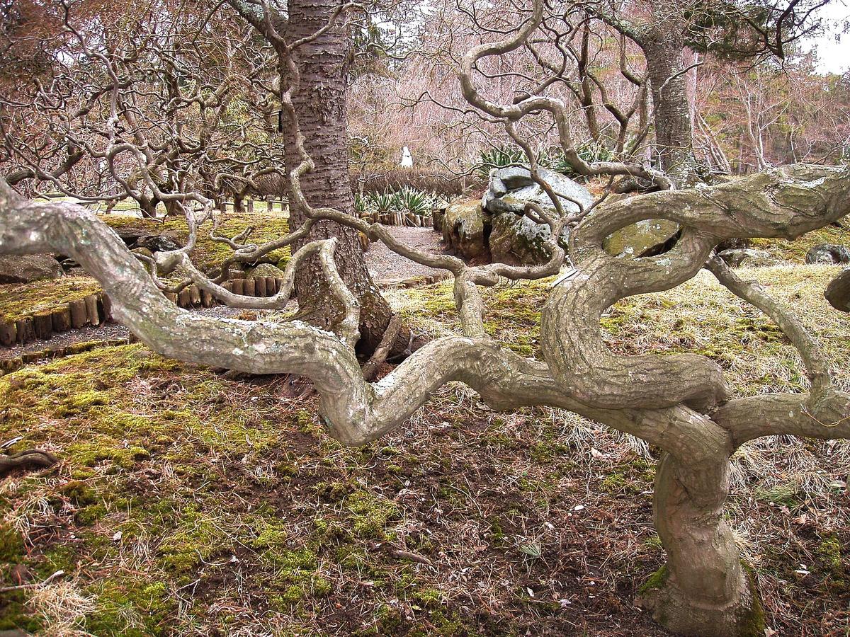 Sister Mary Grace Burns Arboretum, Lakewood, New Jersey. Photograph from Wikimedia Commons.
