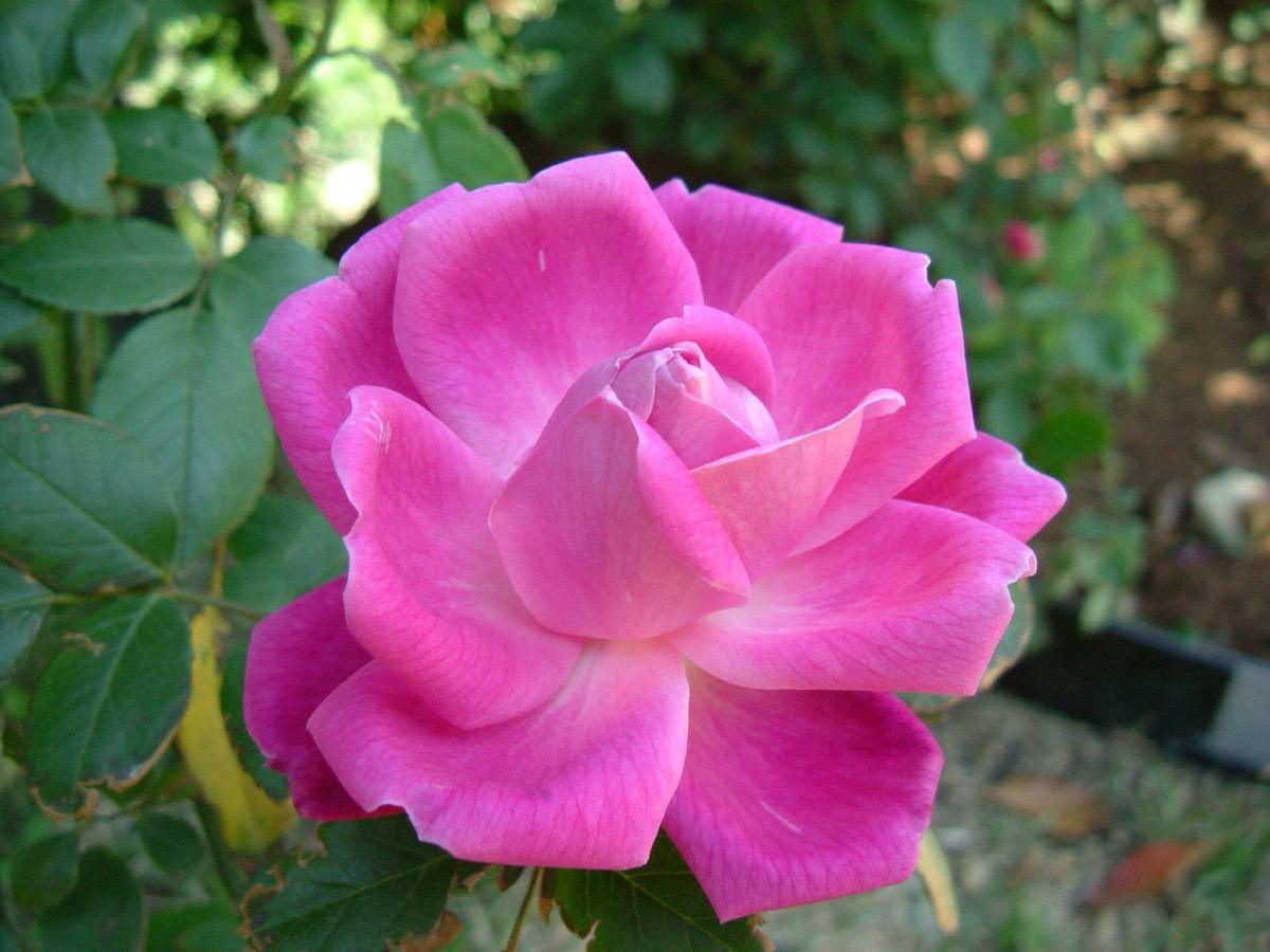 Sonoma Botanical Garden, Glen Ellen, California. Photograph from Wikimedia Commons.