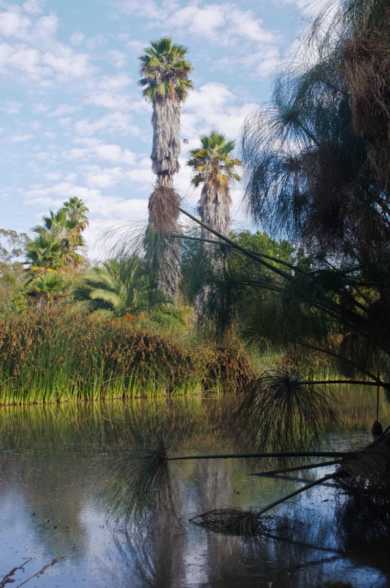 South Coast Botanic Garden, Palos Verdes Peninsula, California. Photograph from Wikimedia Commons.