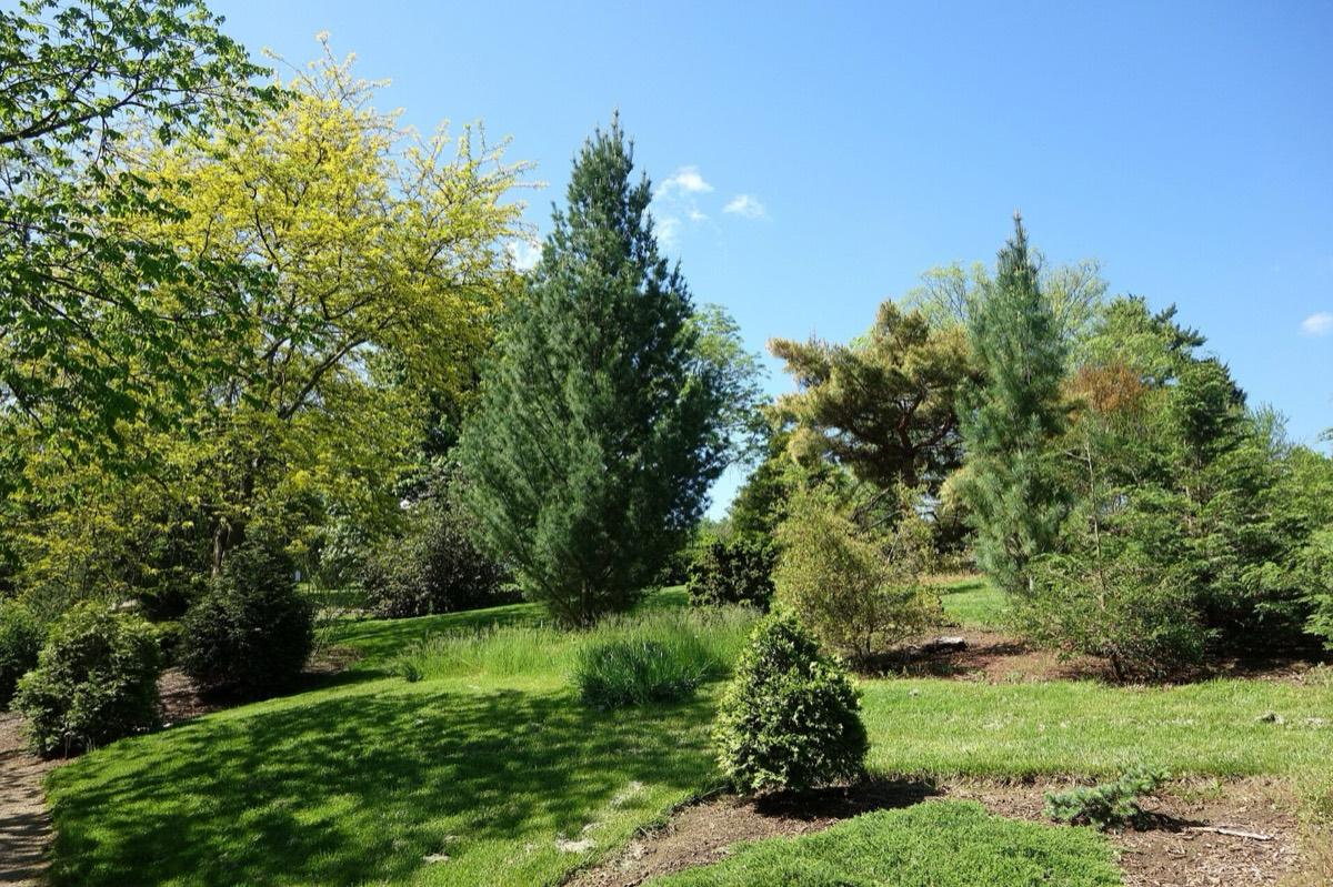 Stanley M. Rowe Arboretum, Cincinnati, Ohio. Photograph from Wikimedia Commons.