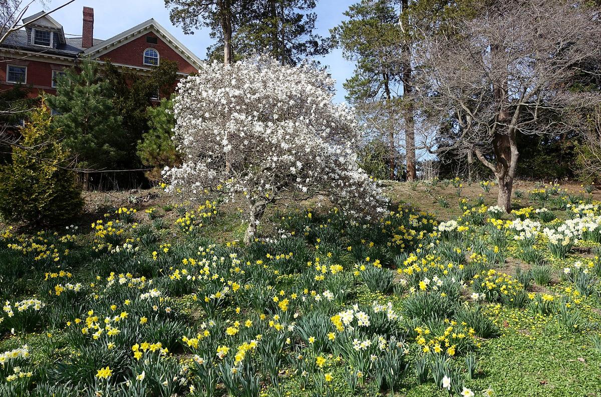 The Botanic Garden of Smith College, Northampton, Massachusetts. Photograph from Wikimedia Commons.