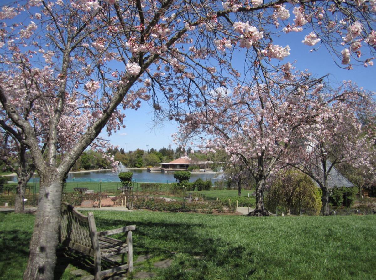 The Gardens at Heather Farm, Walnut Creek, California. Photograph from Wikimedia Commons.